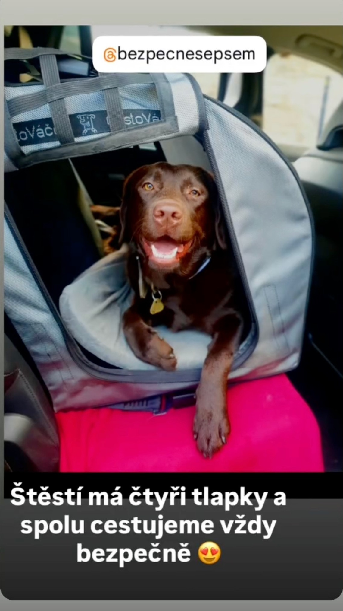 Story: čokoládový labrador, štěstí má čtyři tlapky a cestujeme vždy bezpečně