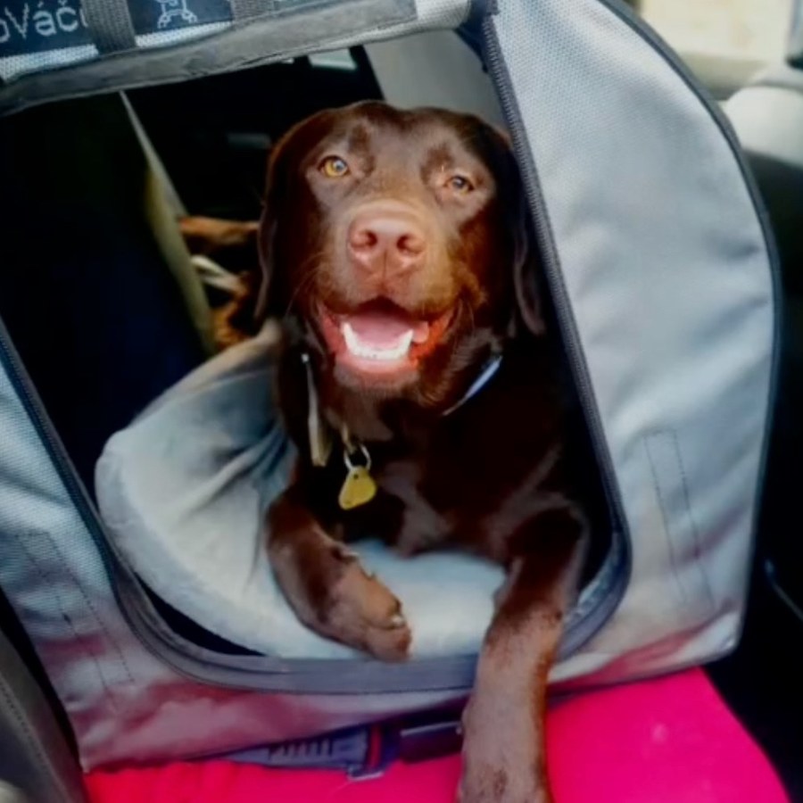 Čokoládový labrador cestuje bezpečně v CestoVáčku