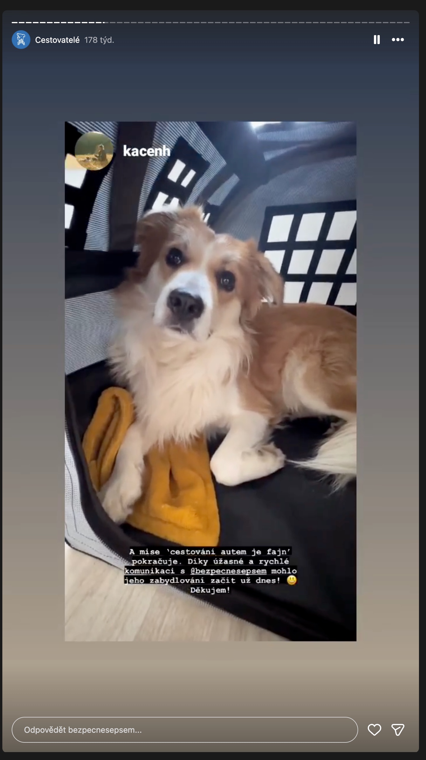 Instagram: díky rychlé komunikaci s prodejcem mohlo zabydlování psa začít hned