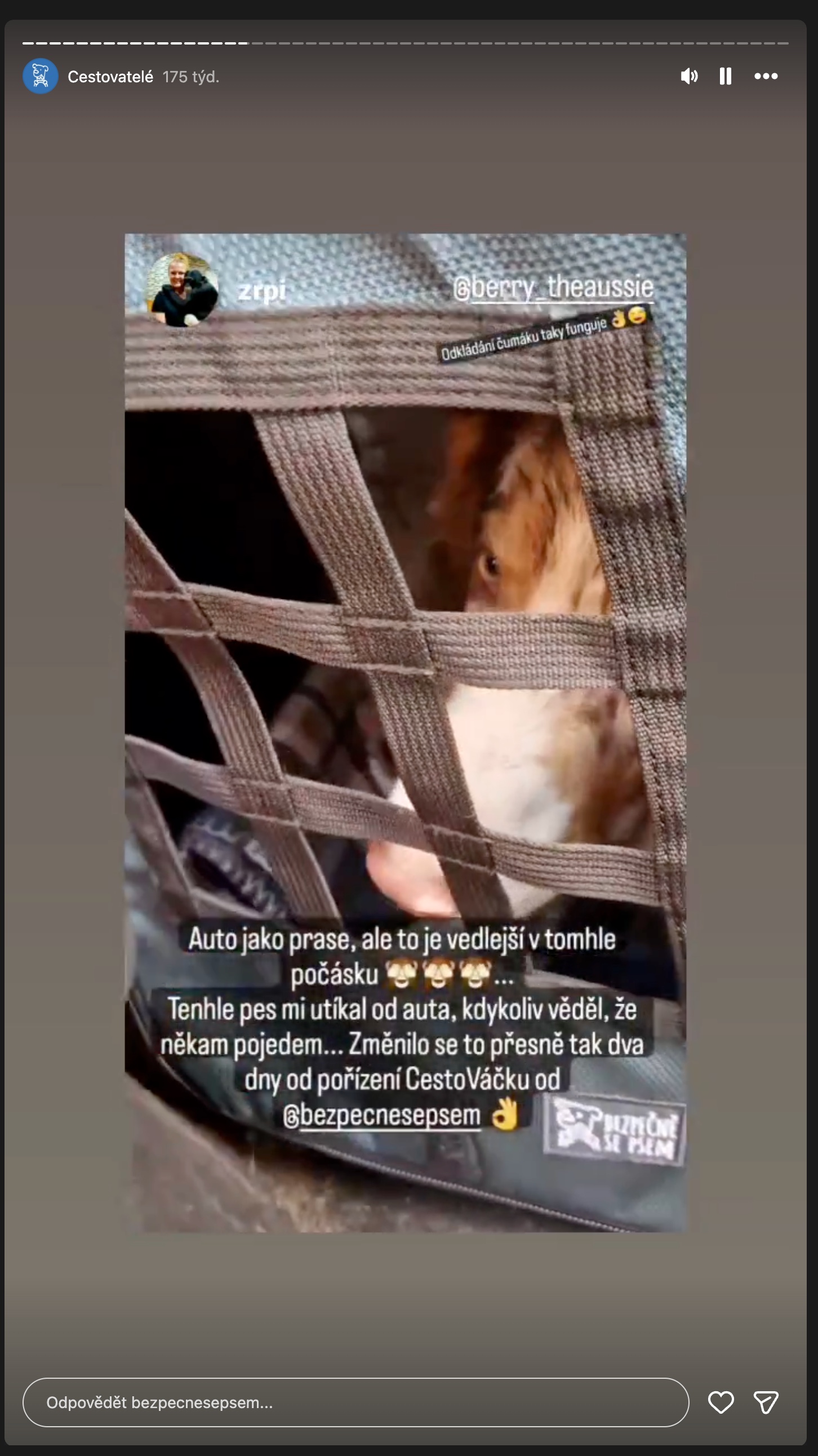 Instagram: pes utíkal od auta, změnilo se to dva dny po pořízení CestoVáčku