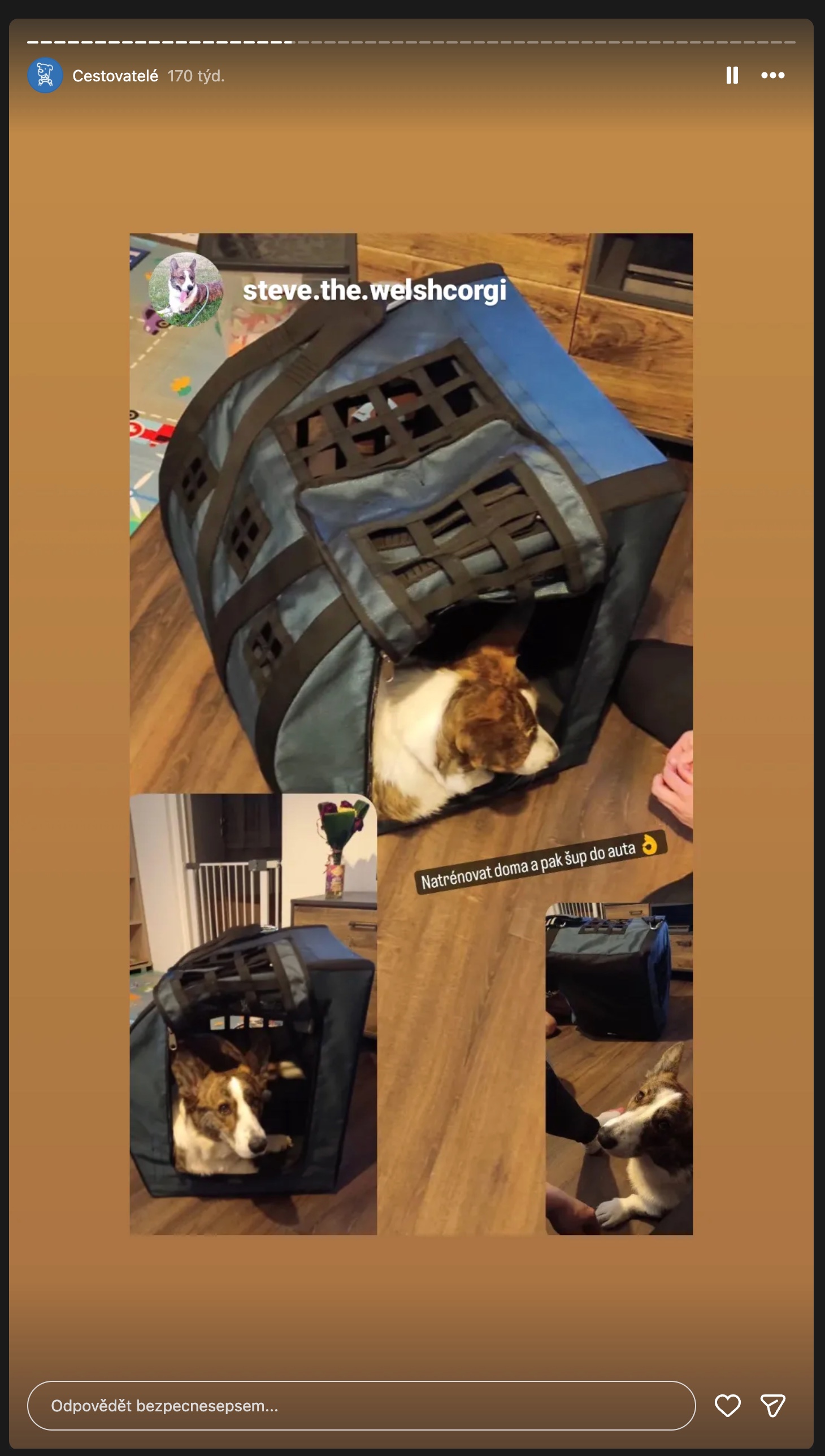 Instagram: welsh corgi trénuje nástup do CestoVáčku doma