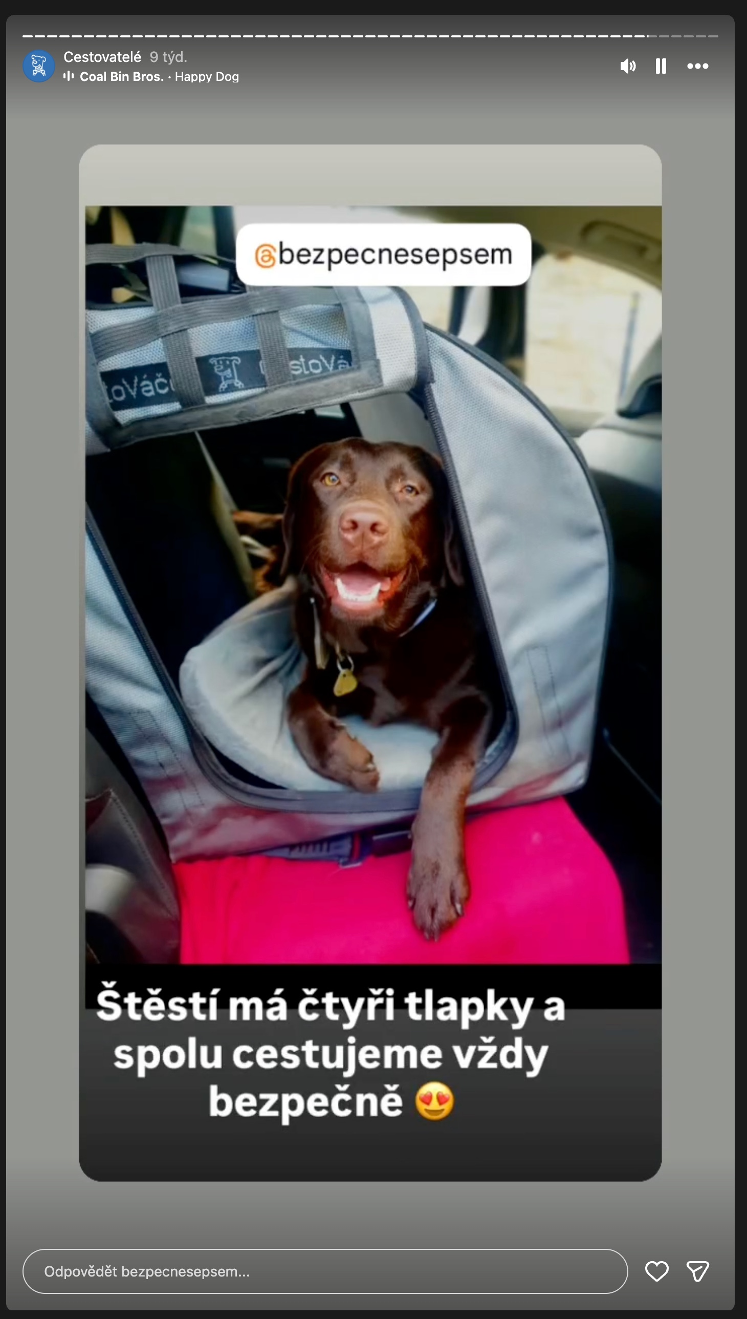 Instagram: čokoládový labrador spokojeně v CestoVáčku, cestujeme vždy bezpečně